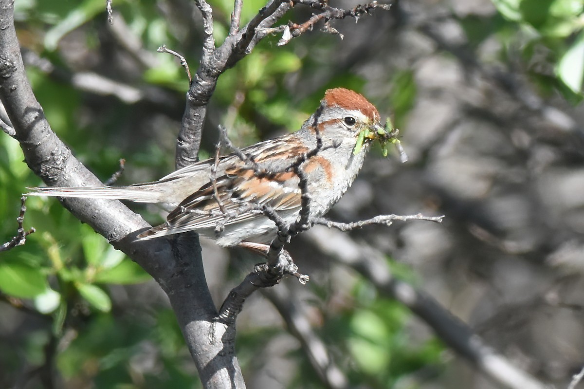 American Tree Sparrow - ML620936967