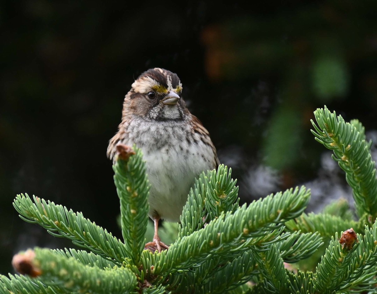 White-throated Sparrow - ML620936968