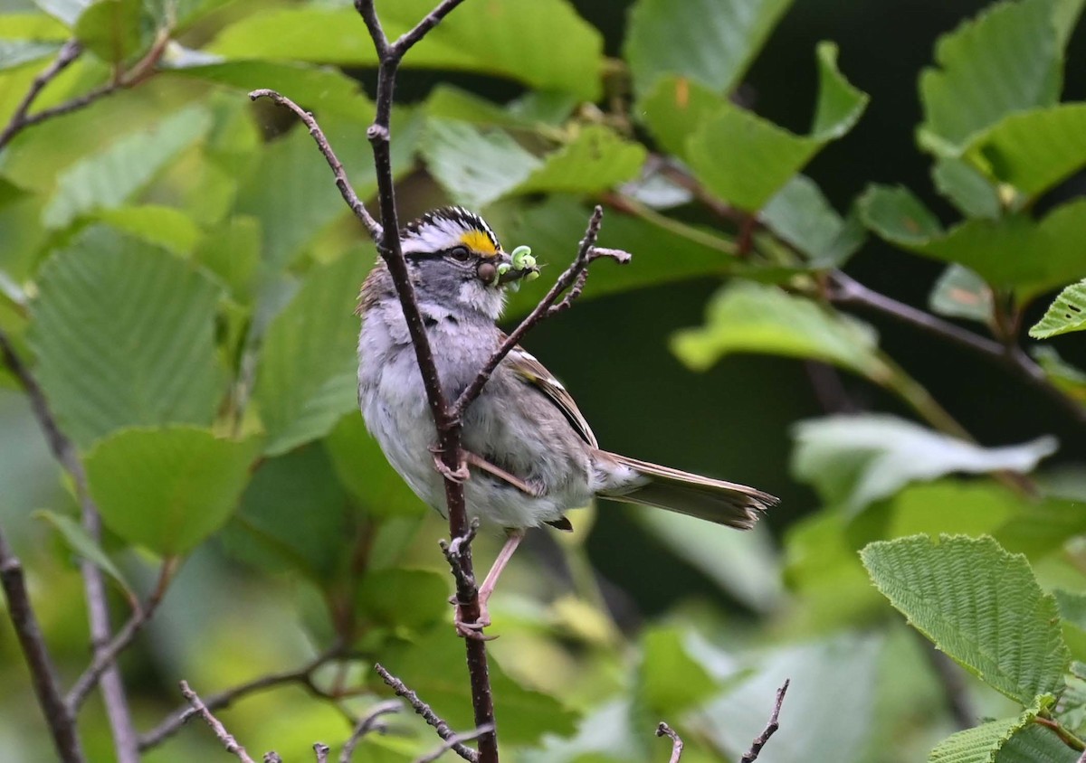 White-throated Sparrow - ML620936969