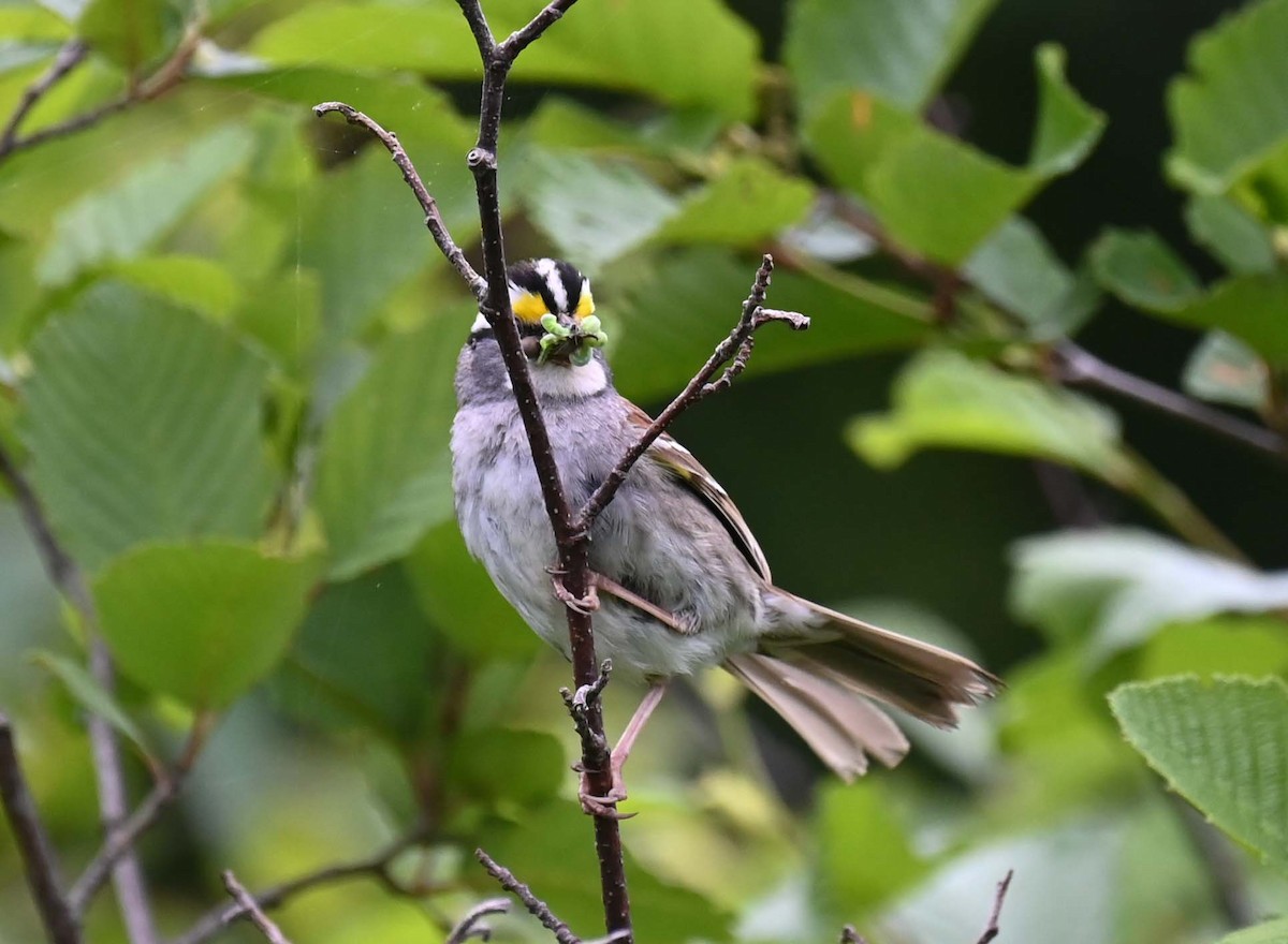 White-throated Sparrow - ML620936970
