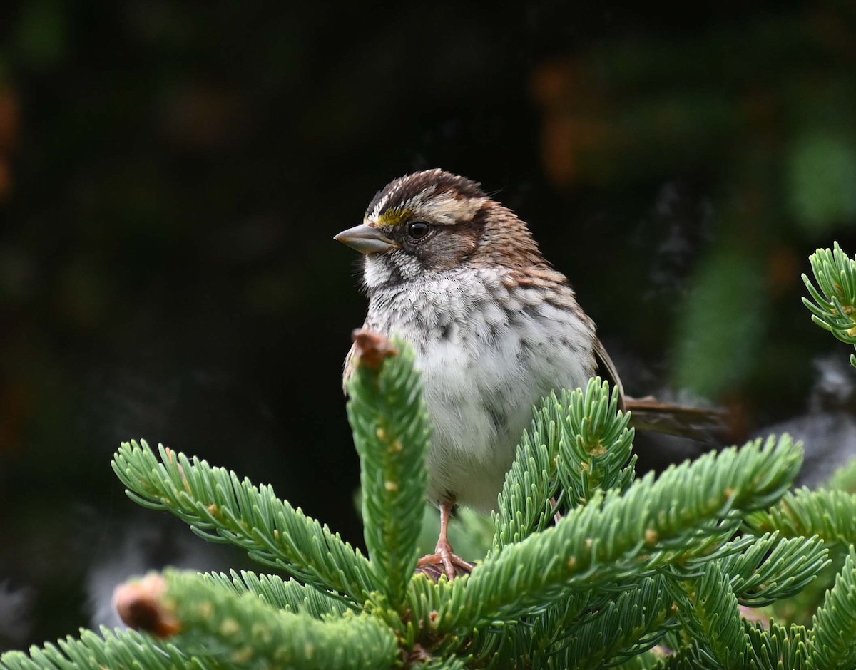 White-throated Sparrow - ML620936971