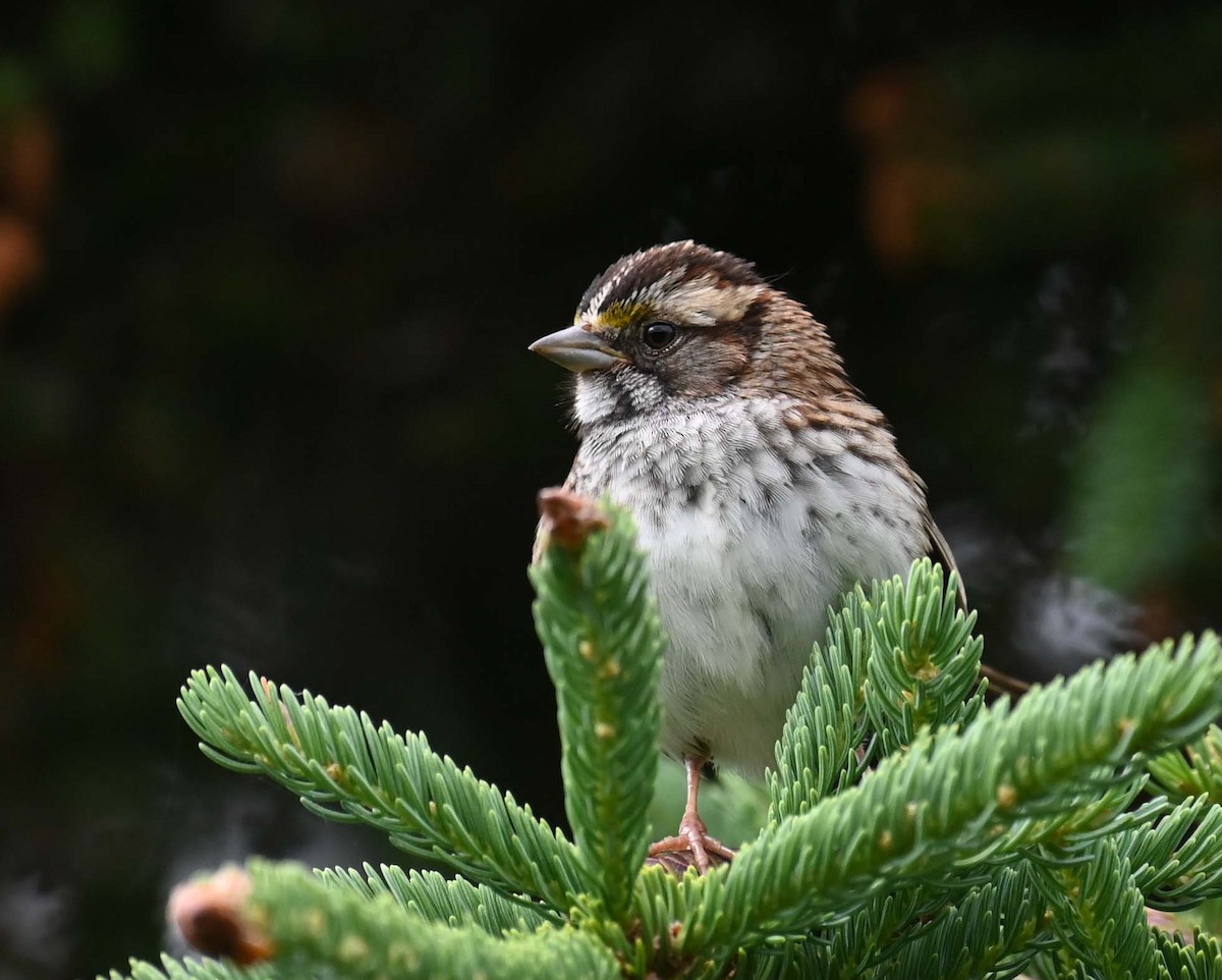 White-throated Sparrow - ML620936972