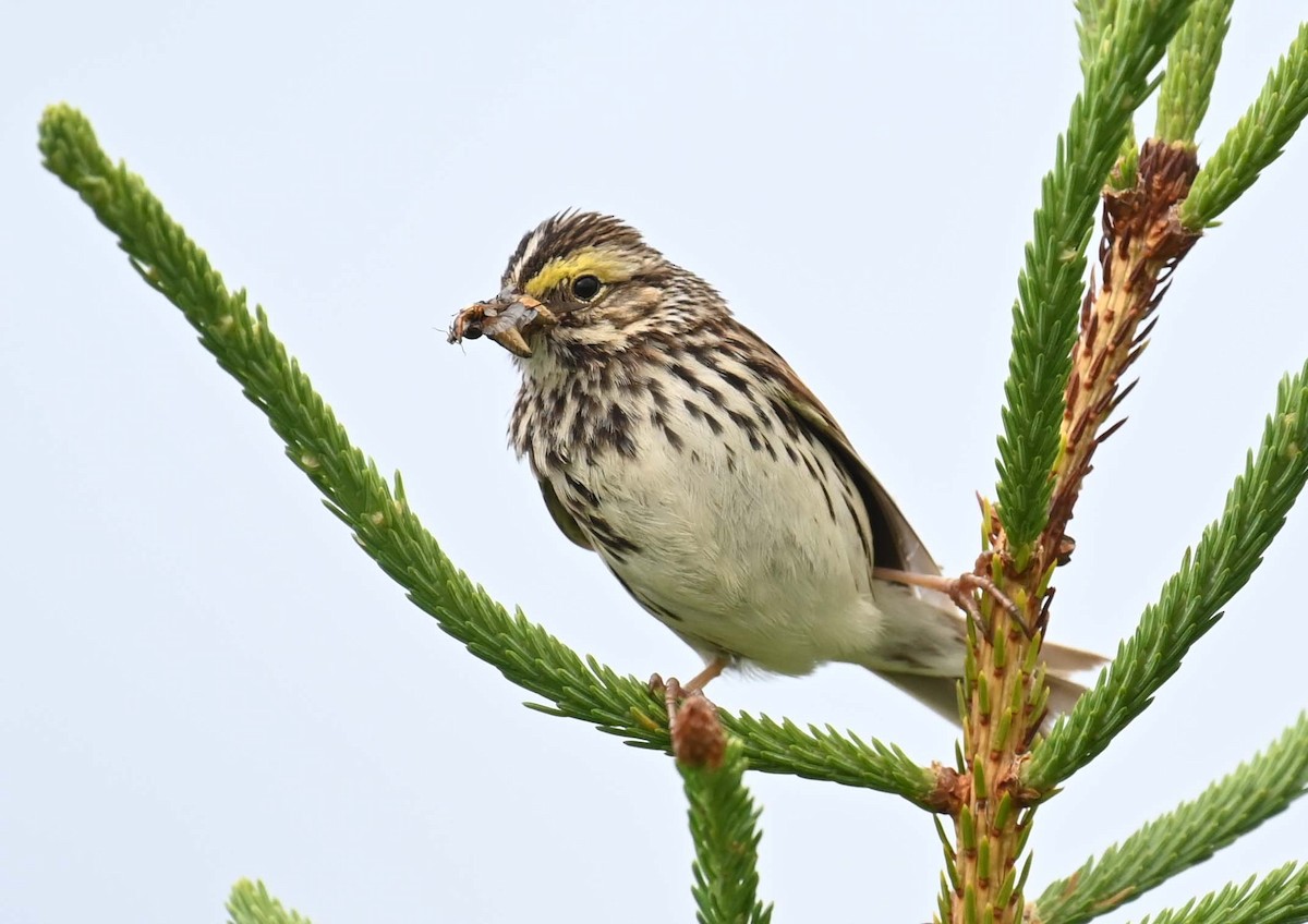 Savannah Sparrow - ML620936998