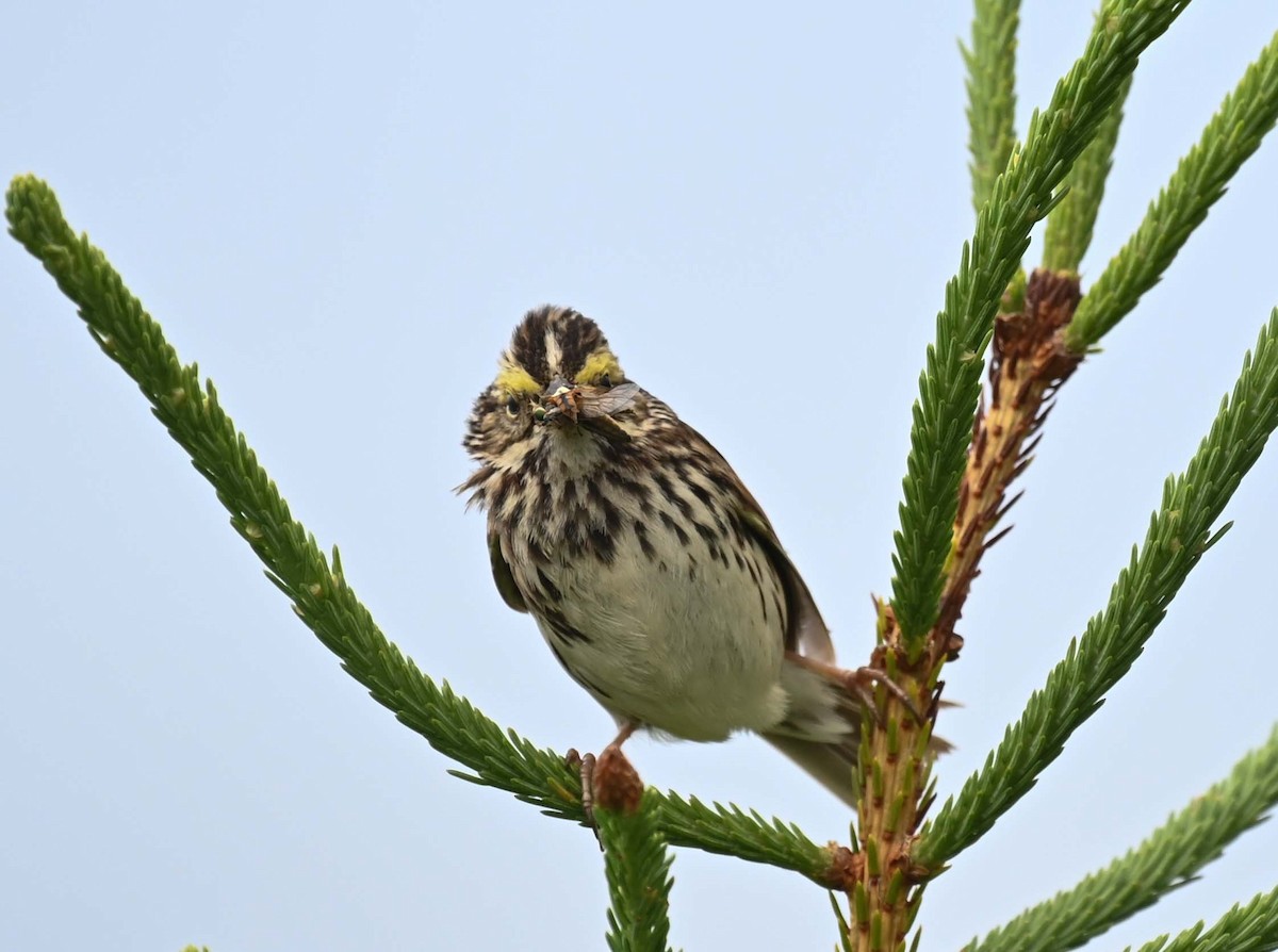 Savannah Sparrow - ML620937001