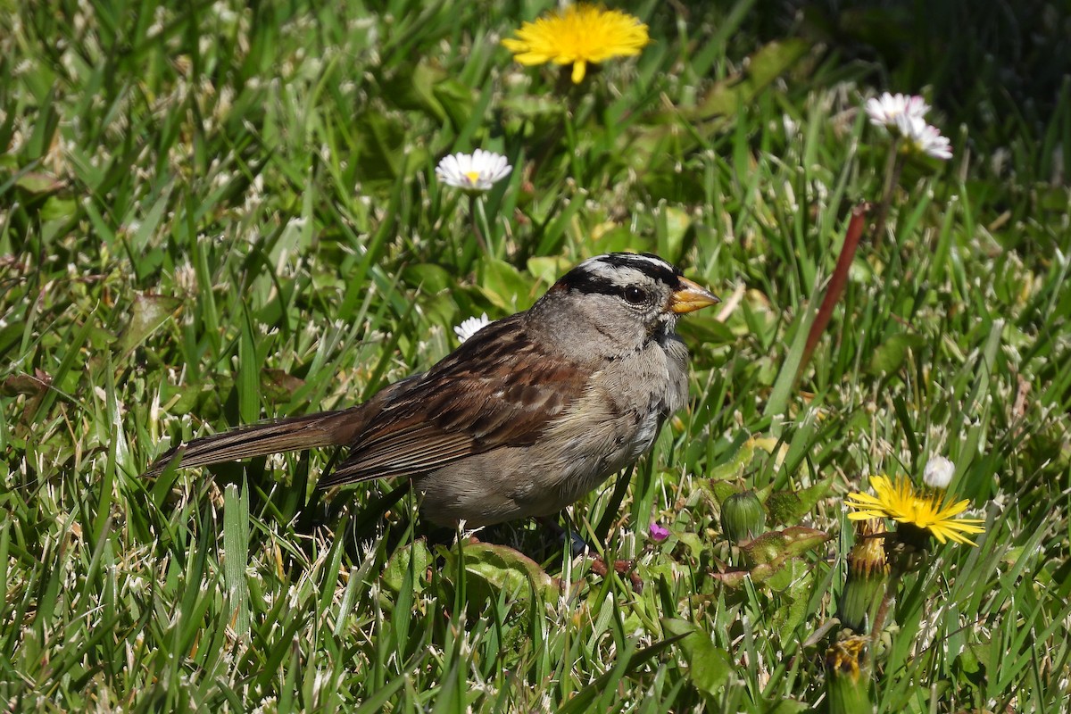 White-crowned Sparrow - María Vargas Valverde