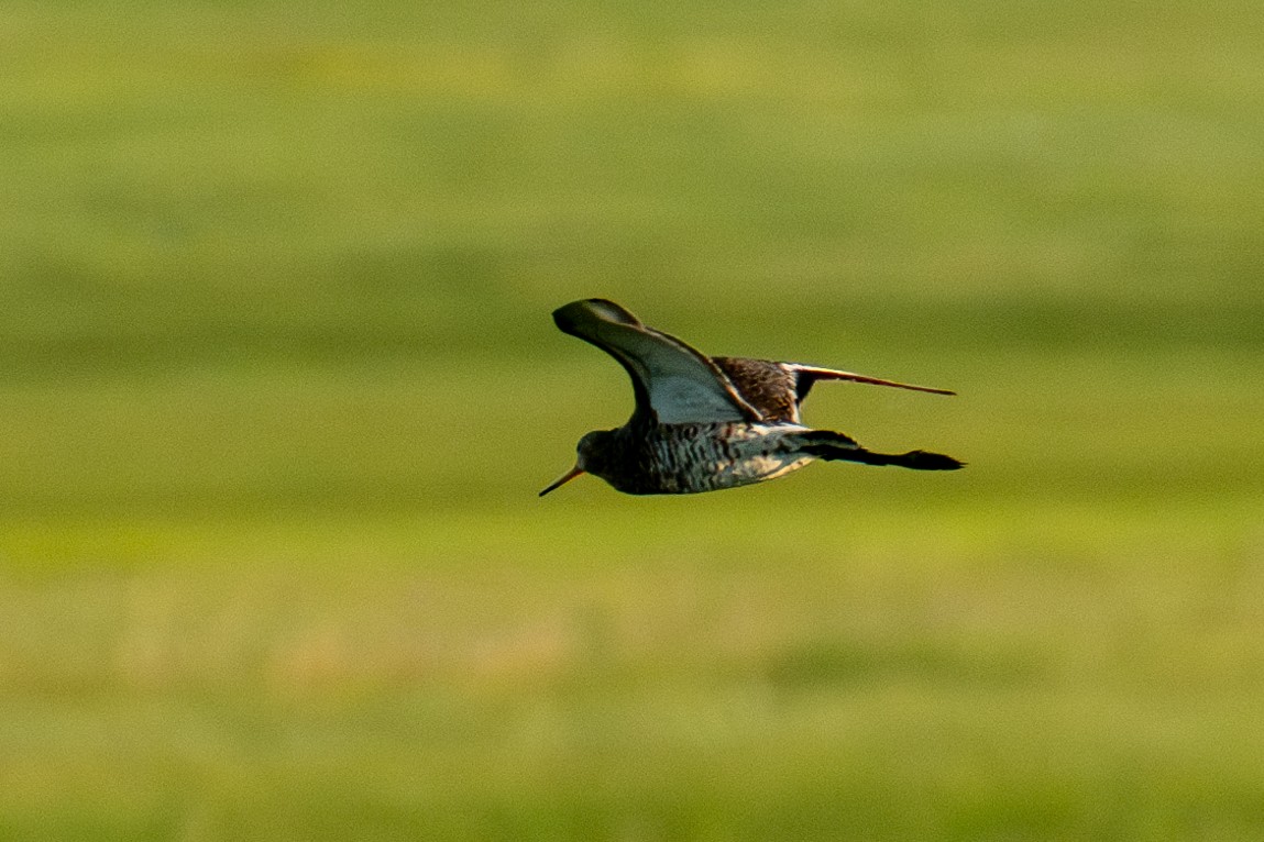 Black-tailed Godwit - Frank Severson