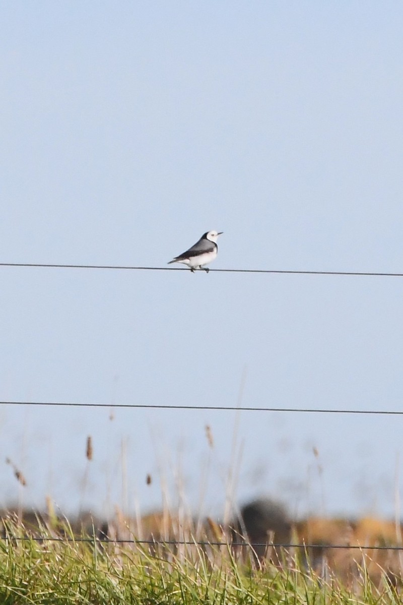 White-fronted Chat - ML620937087