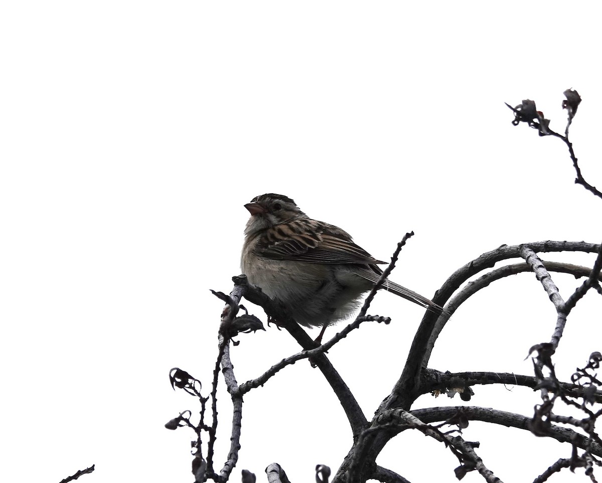 Clay-colored Sparrow - ML620937089