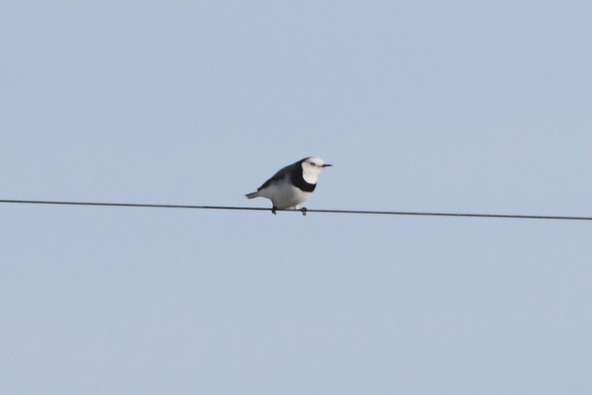 White-fronted Chat - ML620937091