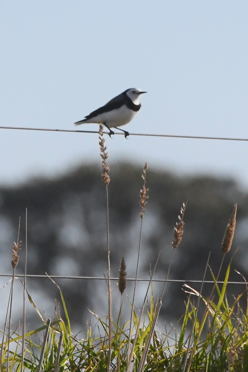 White-fronted Chat - ML620937094