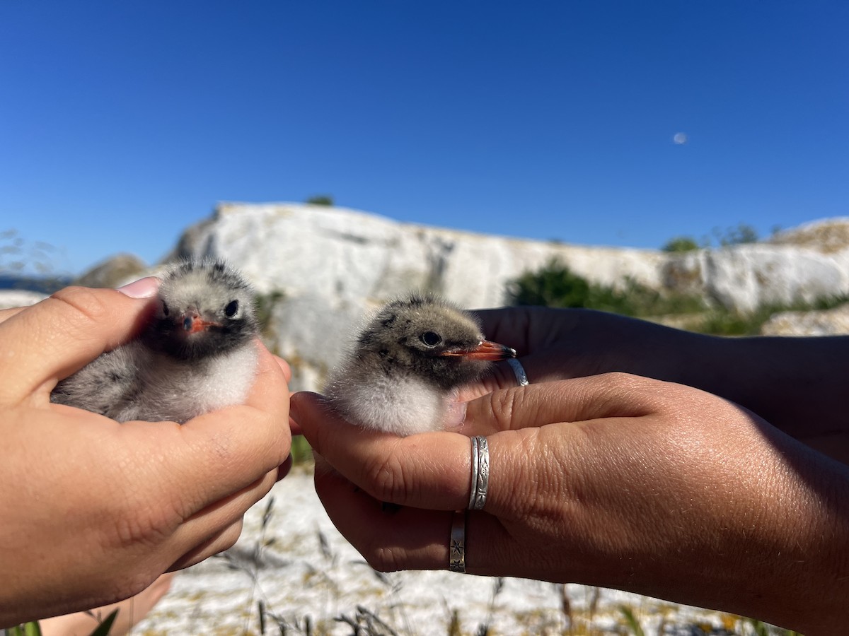 Common x Arctic Tern (hybrid) - ML620937117