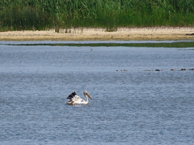 American White Pelican - ML620937120