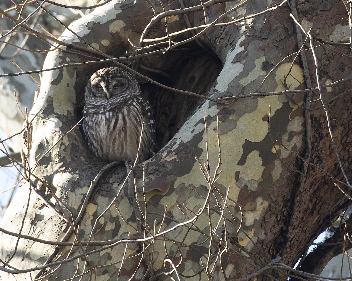 Barred Owl - ML620937136