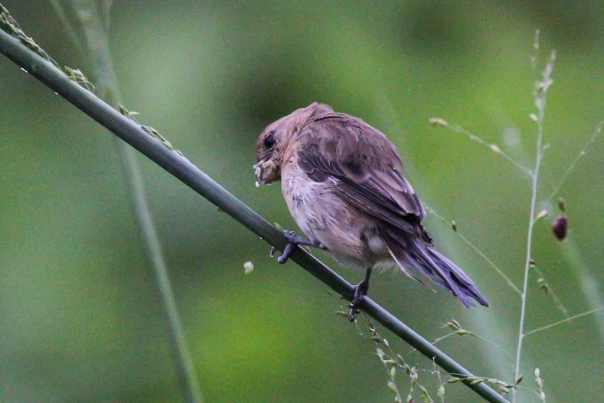 White-throated Seedeater - ML620937149