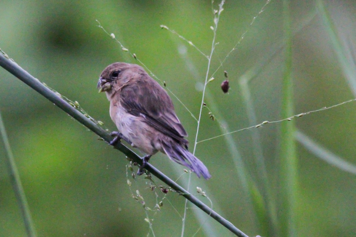 White-throated Seedeater - Jared Howard