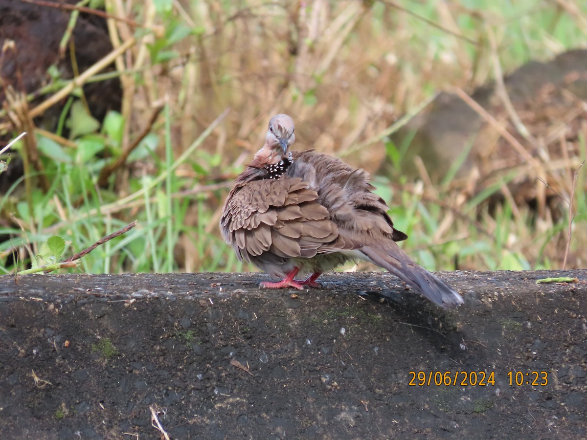 Spotted Dove - ML620937155