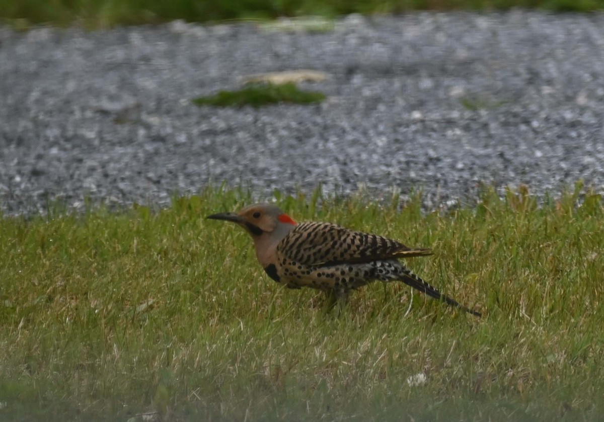 Northern Flicker (Yellow-shafted) - ML620937161