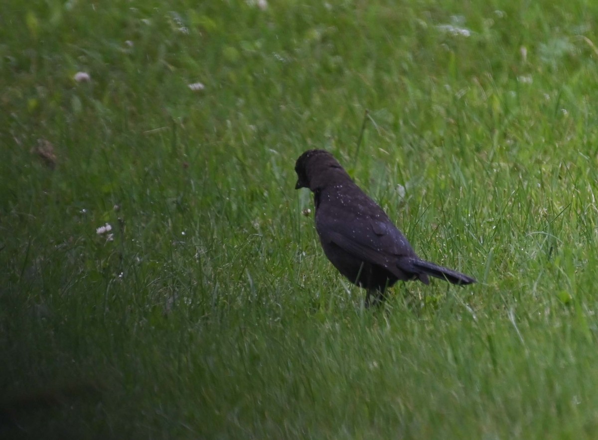 Common Grackle - ML620937173