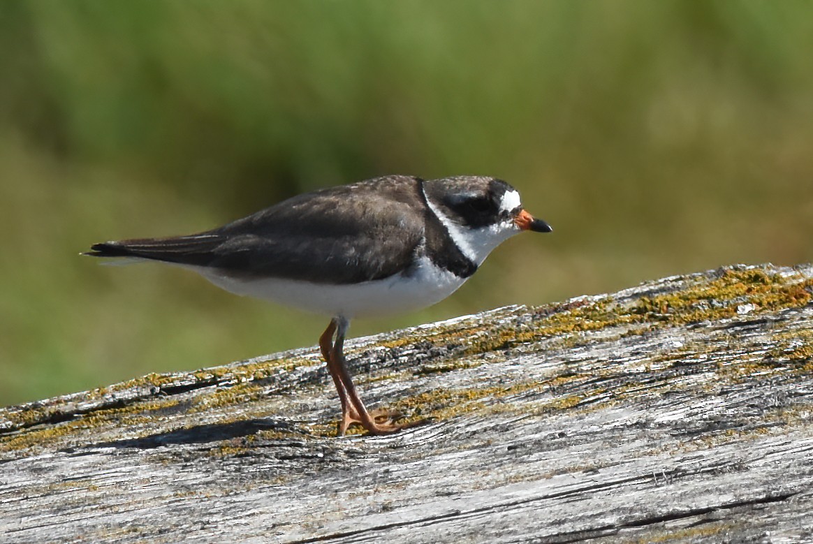 Semipalmated Plover - ML620937177