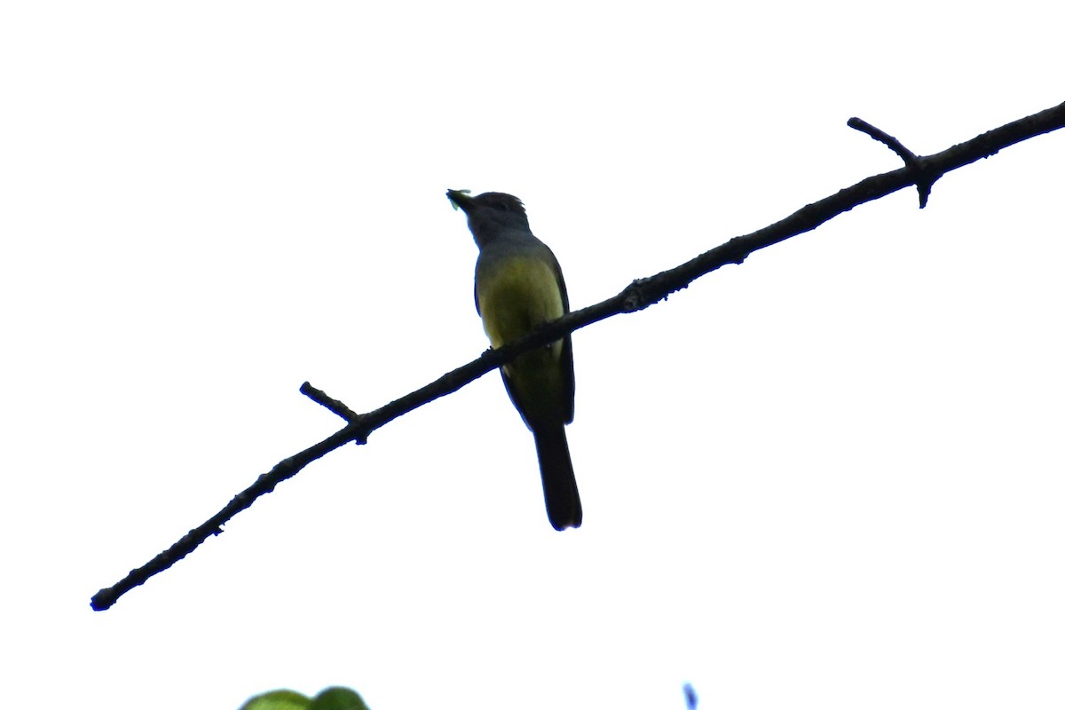 Great Crested Flycatcher - ML620937182