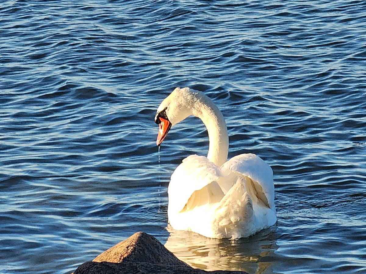 Cygne tuberculé - ML620937185