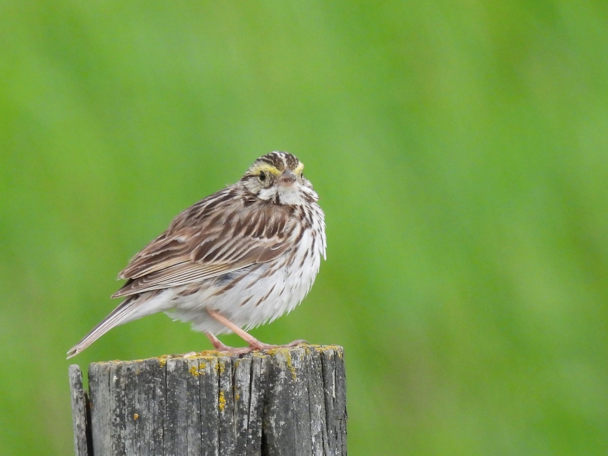 Savannah Sparrow - ML620937218