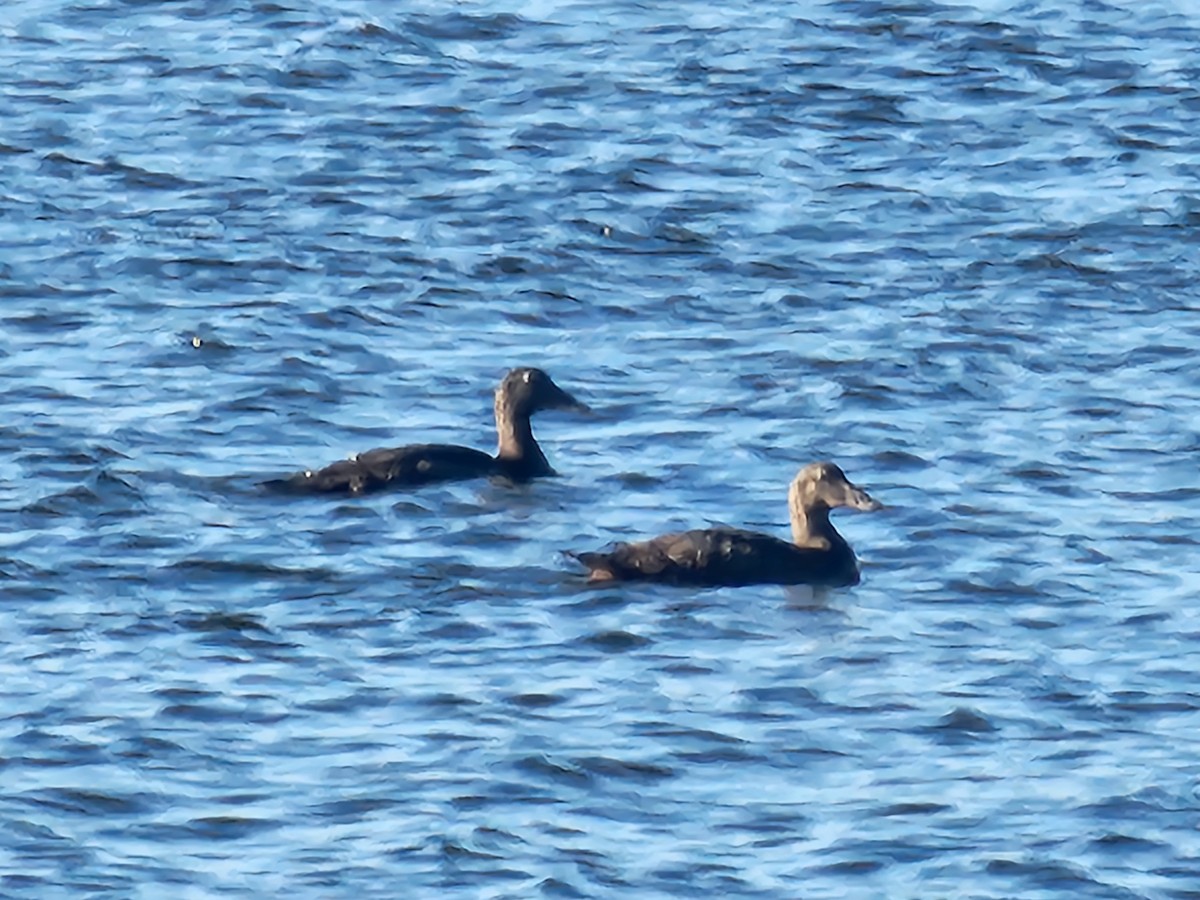 Common Eider - Patrick James