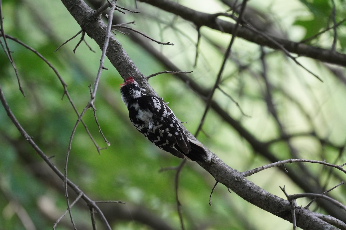 Downy Woodpecker - ML620937230
