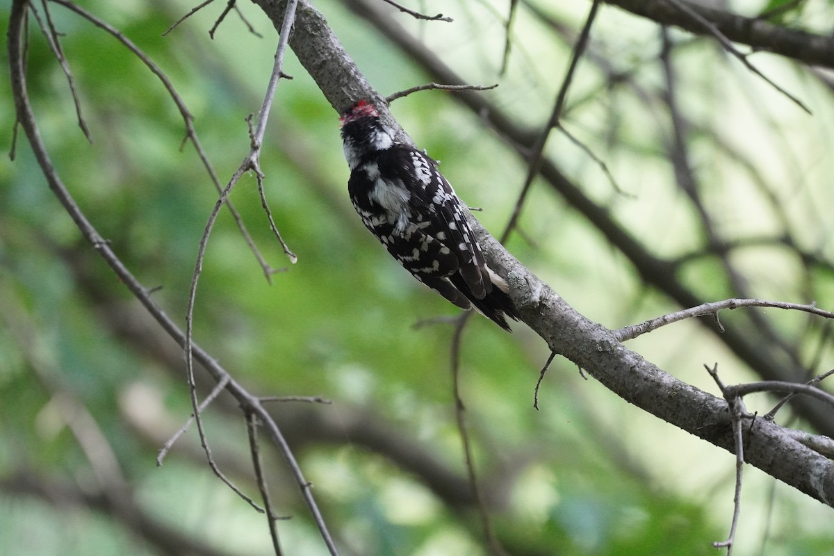 Downy Woodpecker - ML620937231