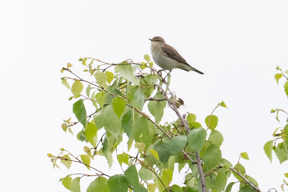 Willow Warbler - Laurence Green