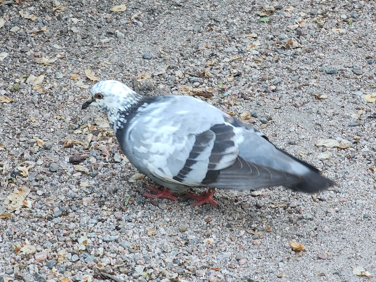 Rock Pigeon (Feral Pigeon) - ML620937263