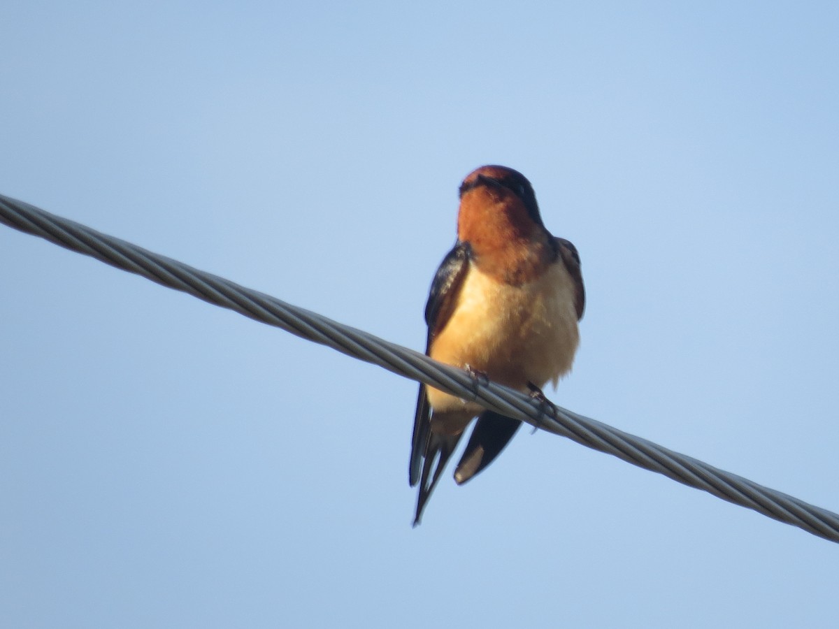 Golondrina Común - ML620937320