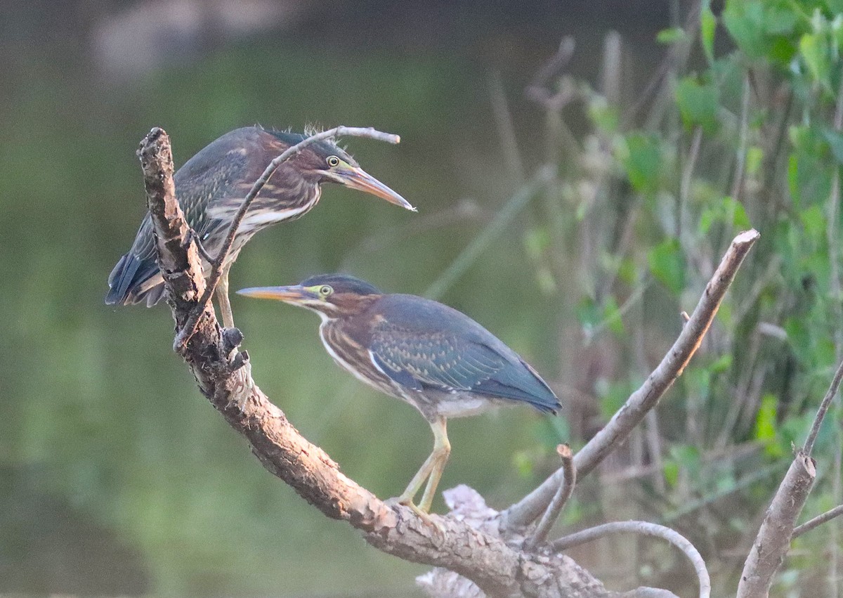 Green Heron - ML620937322