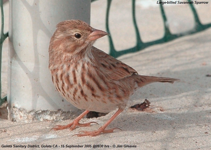 Savannah Sparrow (Large-billed) - ML620937342