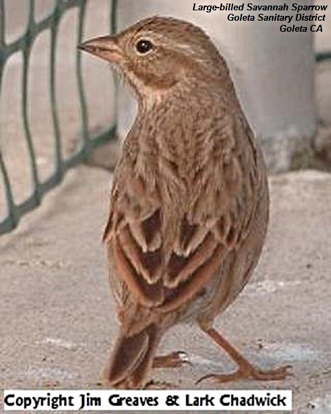 Savannah Sparrow (Large-billed) - ML620937343