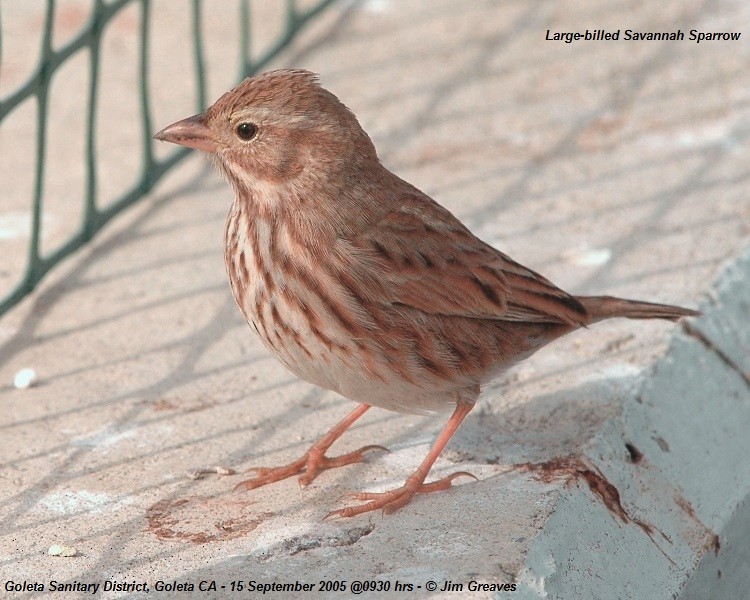 Savannah Sparrow (Large-billed) - ML620937344