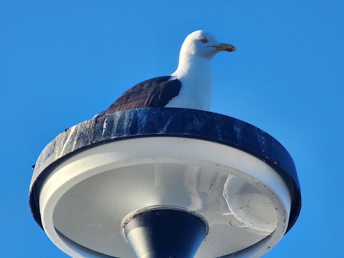 Lesser Black-backed Gull - ML620937359