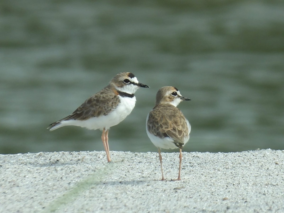 Collared Plover - ML620937374