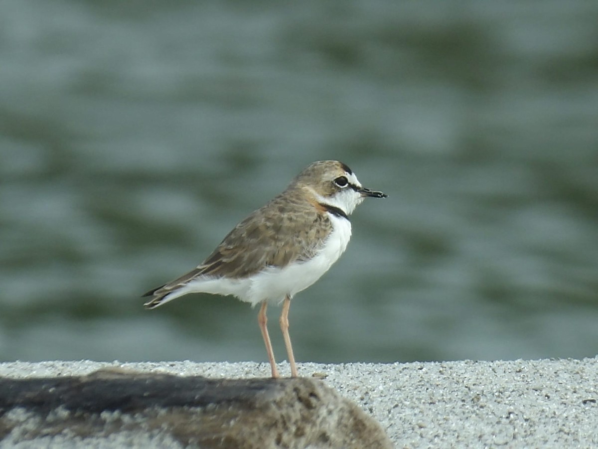 Collared Plover - ML620937375