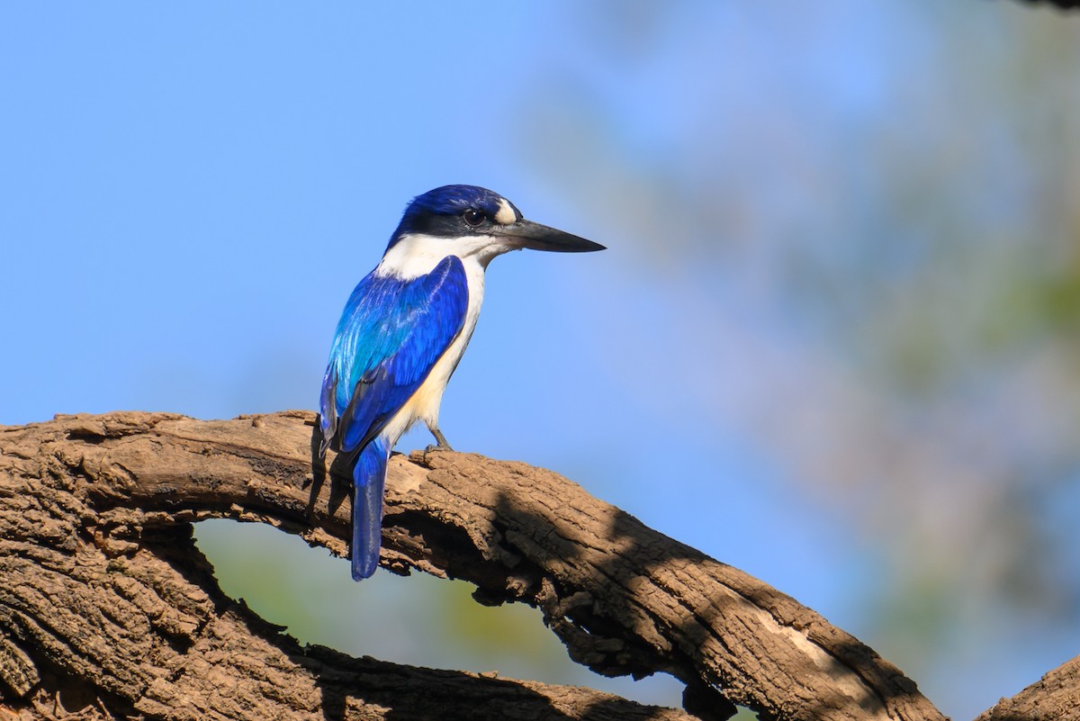 Forest Kingfisher - ML620937395