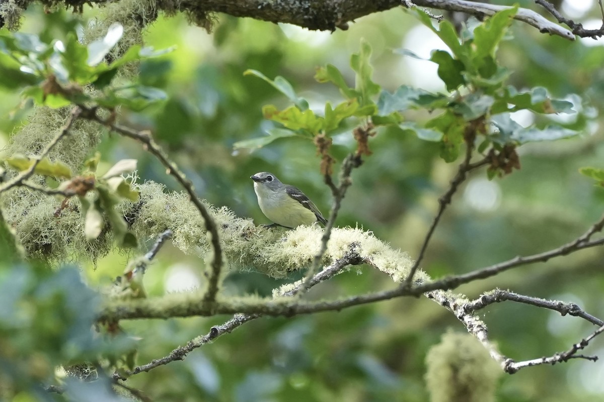 Cassin's Vireo - ML620937396