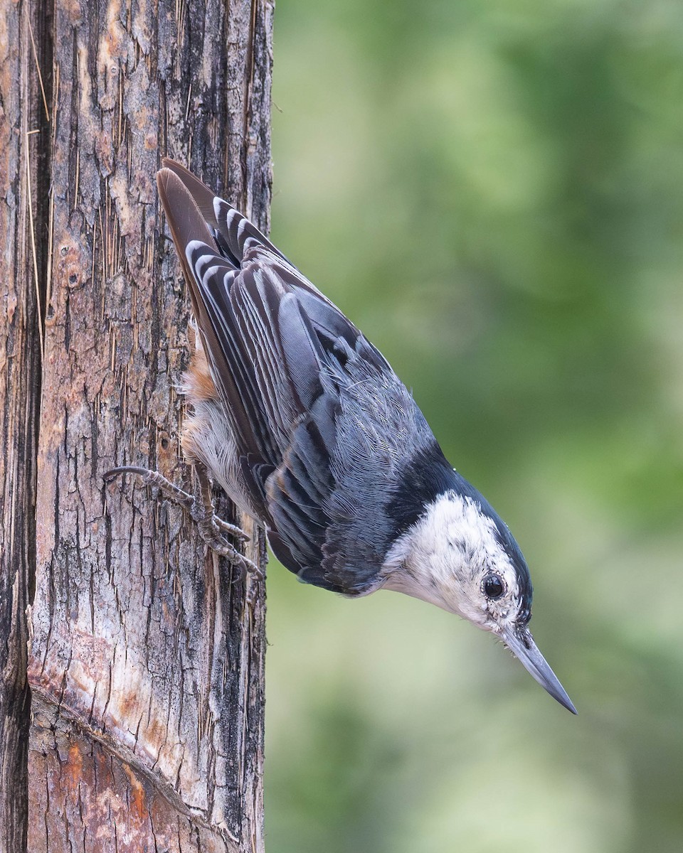 White-breasted Nuthatch - ML620937436