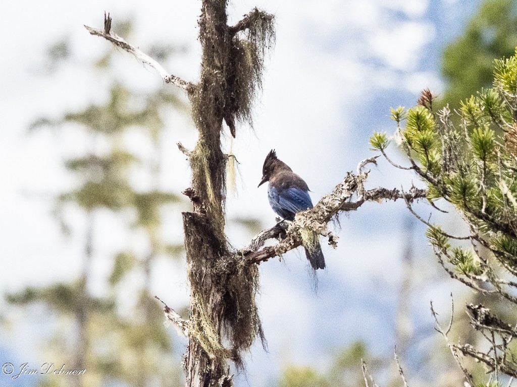 Steller's Jay - ML620937441