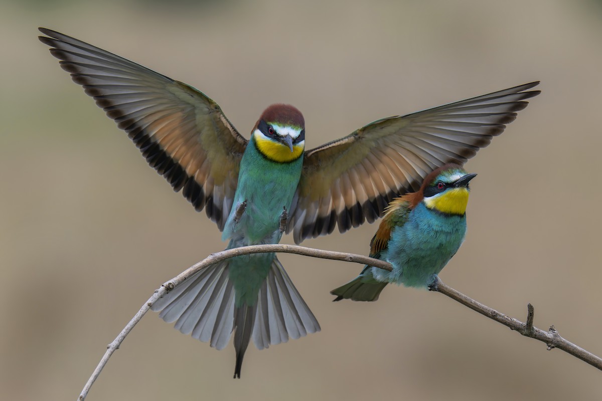 European Bee-eater - ML620937466