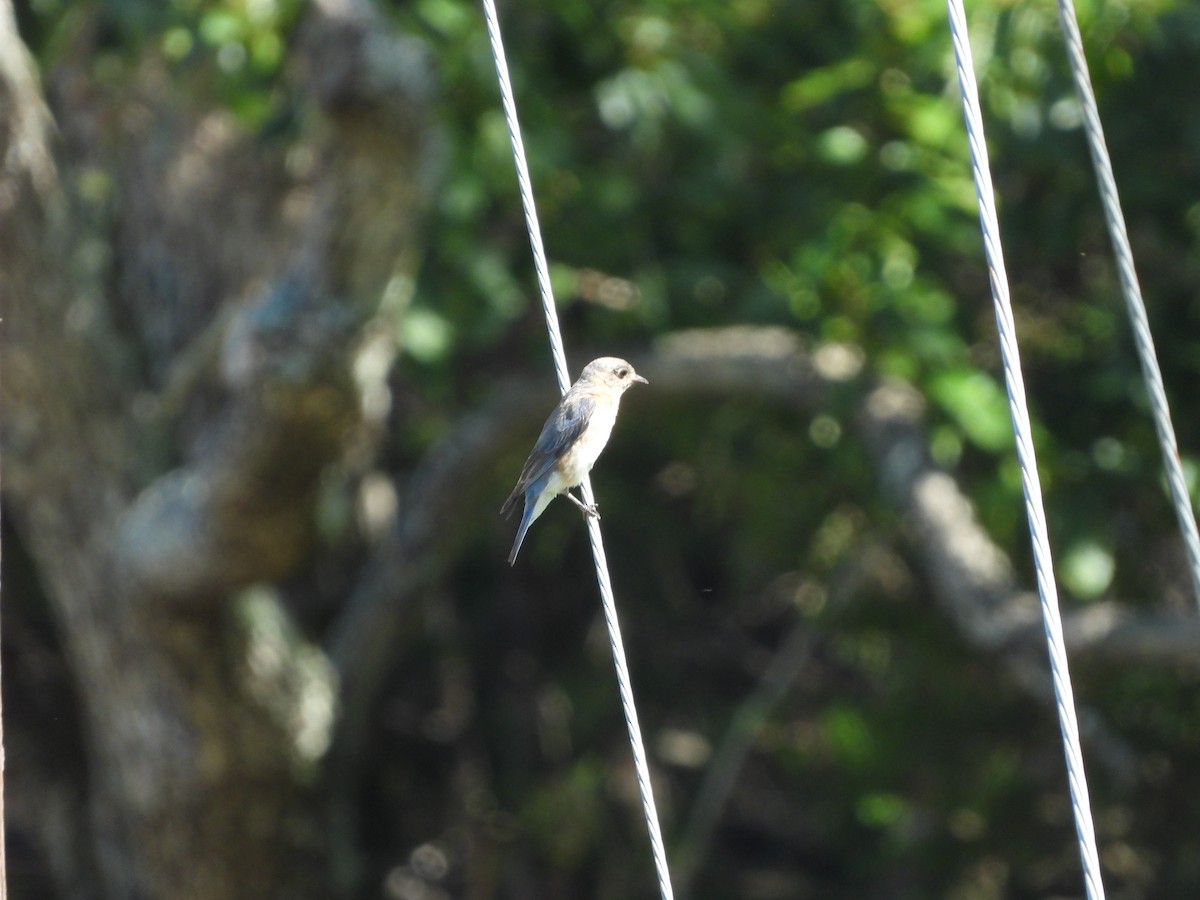Eastern Bluebird - ML620937467
