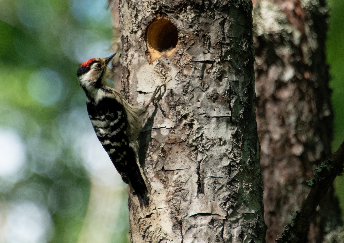 Lesser Spotted Woodpecker - ML620937479