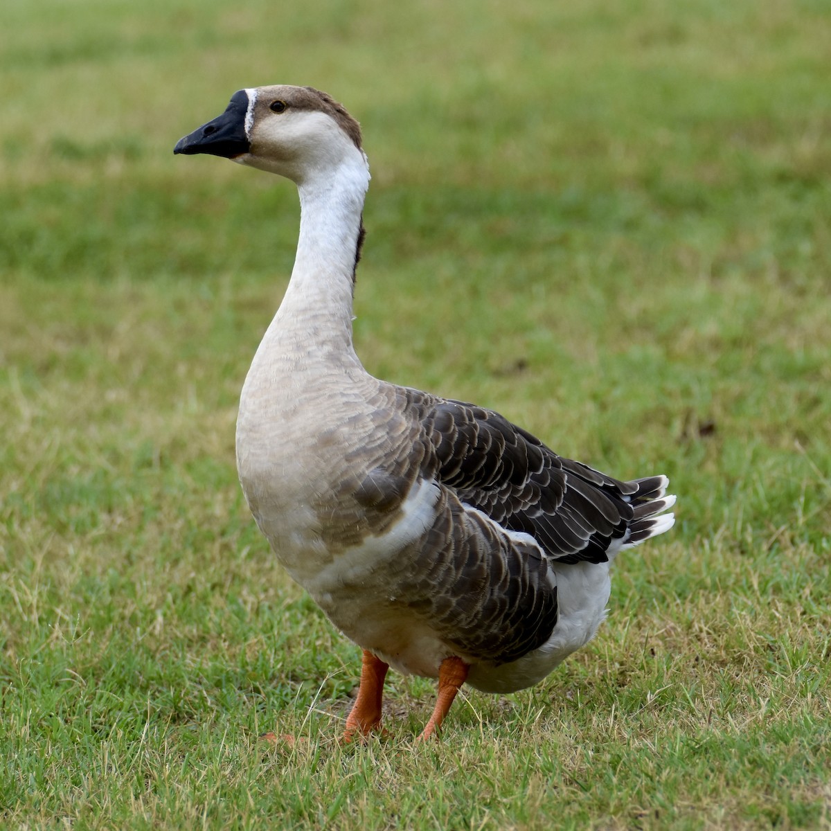 Domestic goose sp. (Domestic type) - ML620937504