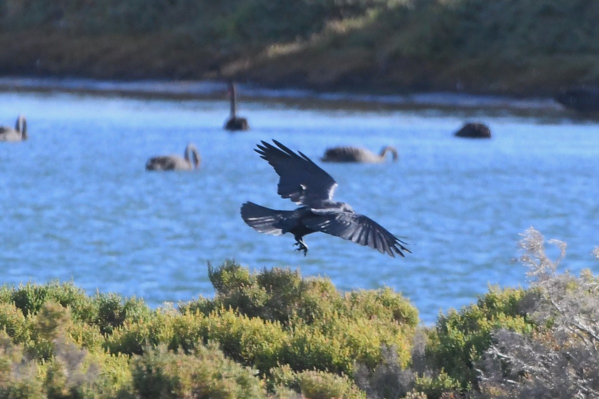 Petit Corbeau - ML620937509