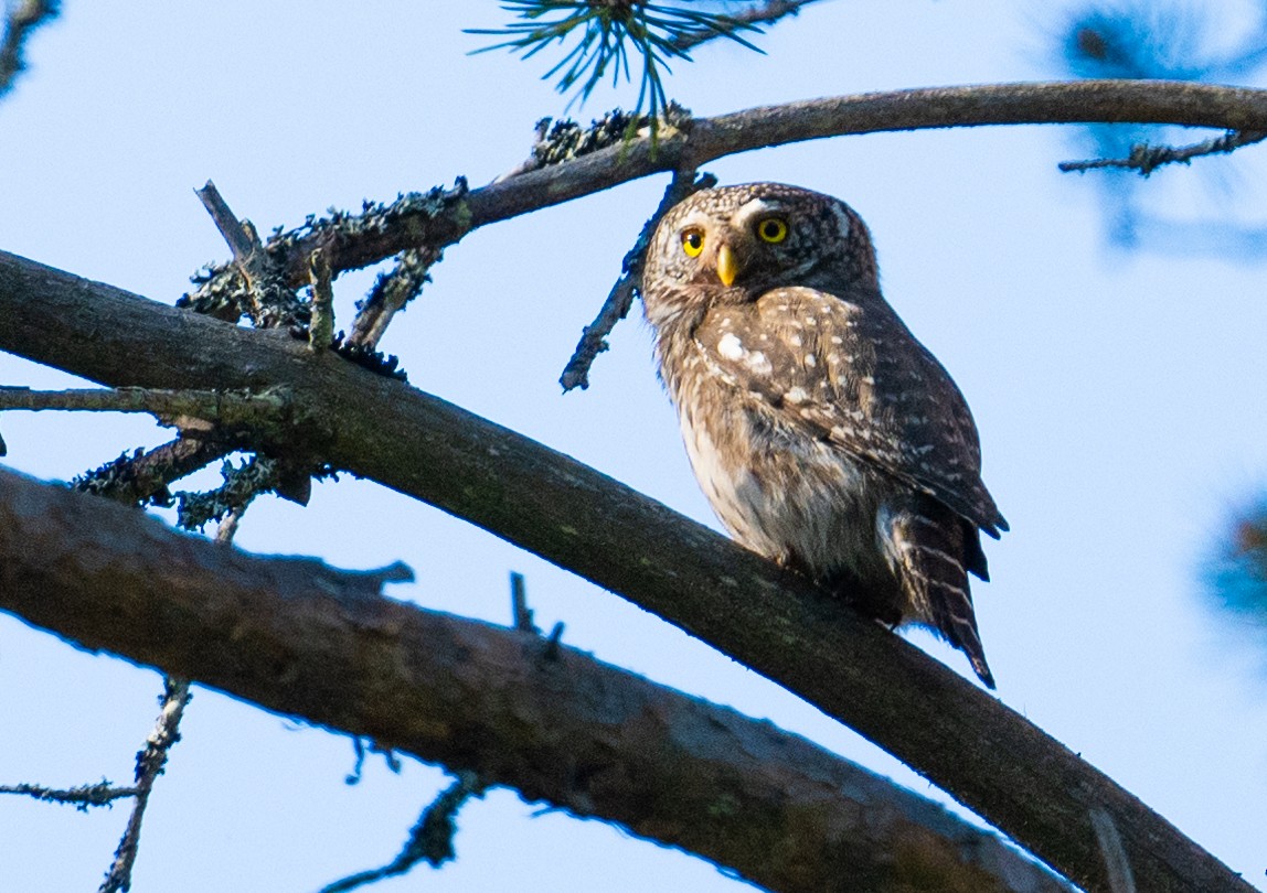 Eurasian Pygmy-Owl - ML620937516