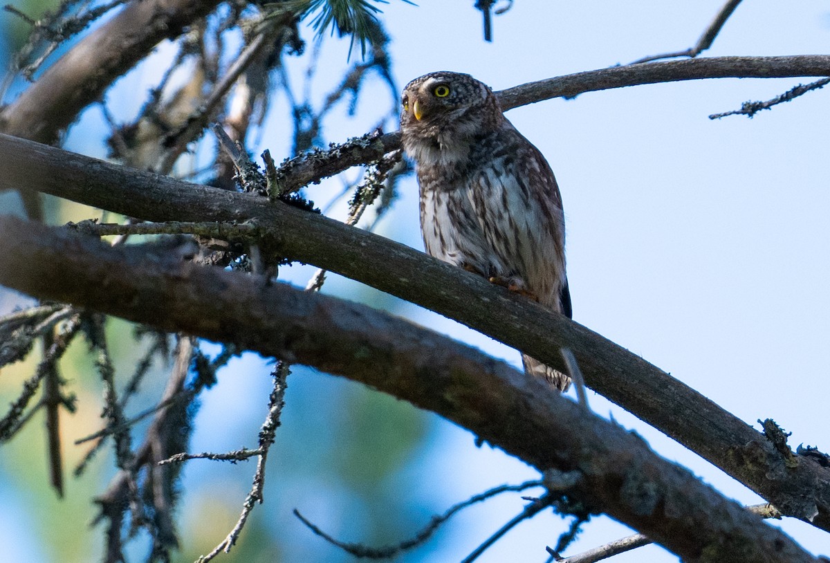 Eurasian Pygmy-Owl - ML620937517